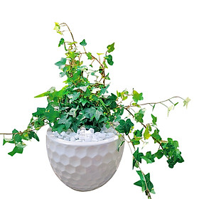 Cây Thường Xuân Chậu Sứ Tròn