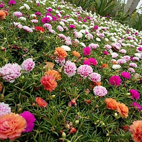 Mua Hoa Mười Giờ Đủ Màu ( cây nhỏ )