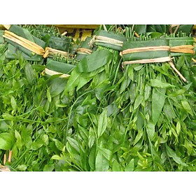 Mua Cây rau Sắng (rau Ngót rừng)- cây giống