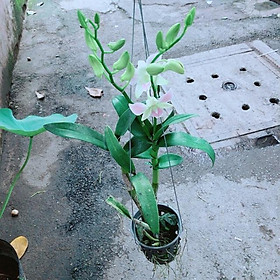Mua Lan Dendro Hồng Nhạt