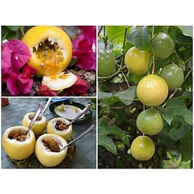 Mua CÂY GIỐNG CHANH DÂY VÀNG SIÊU NGỌT