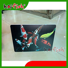  Koifish - tranh/ảnh trang trí, để bàn phong cách, đặc biệt