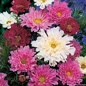 Hạt giống Hoa Sao Nhái cánh kép nhiều màu VTS122