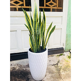 Cây lưỡi hổ vườn xanh 24h