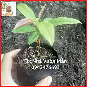 Mua Combo 10 Cây Mai Giống Dảo Thủ Đức 8-12 Cánh