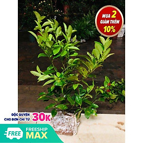 Mua cây chanh đào cao 60 cm