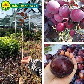 Mua Cây mận tím Mexico giống cây nhập khẩu có quả to giòn ngọt siêu chất lượng