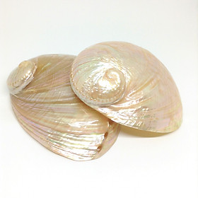 Mua Vỏ Ốc Xà Cừ