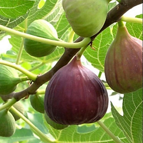 Mua Sản phẩm Cây sung mỹ triết cành nhanh ra quả.