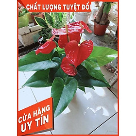 Cây Hồng Môn