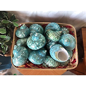 Vỏ ốc khảm xà cừ xanh, quà lưu niệm vỏ ốc, vỏ ốc đẹp