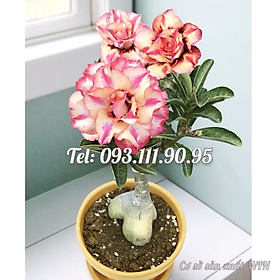 Mua Hạt giống hoa sứ kép Thái Lan thân lùn cánh xoăn nhọn màu vàng  hồng - Bịch 10 hạt – Mã số 1756