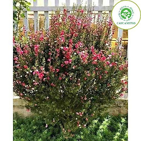 Mua Cây tùng tuyết mai cao 40cm (ảnh thật)