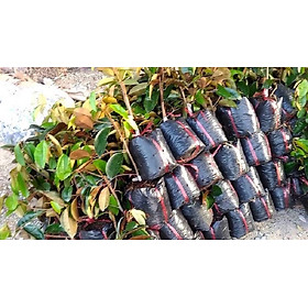 Mua Cây vú sữa mica ghép  cây đẹp  cho quả sớm
