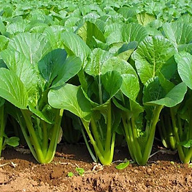 Mua Hạt giống rau cải ngọt dể trồng-gói 20 gram/tặng kèm gói phân bón lót