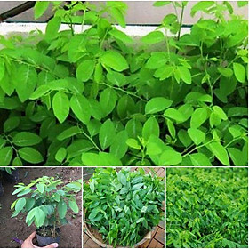 Mua Hạt Giống Rau Ngót  ( Bồ Ngót F1 ) -  gói 1gram
