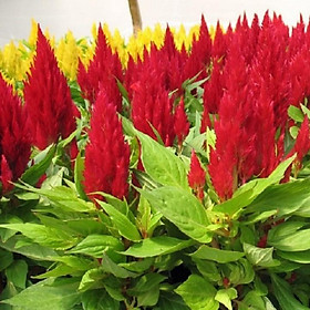 Mua CHẬU HOA MÀO GÀ SIÊU HOA  SIÊU ĐẸP