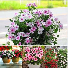 Mua Hạt giống hoa dừa cạn mix màu - 1 gói 50 hạt