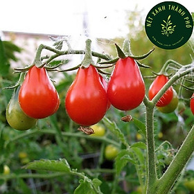 Mua Hạt giống Cà Chua Quả Lê Đỏ  cà chua trái lê  rất sai quả 0.1gr