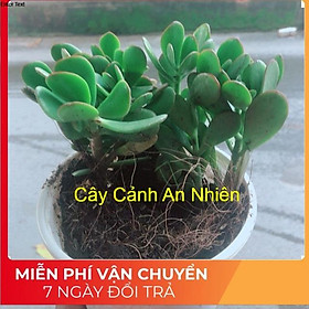 Mua Cây Ngọc Bích