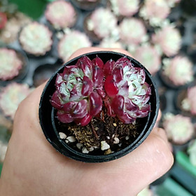 Sale 50%- Sen Đá  Hồng Nhung mini cute rất đẹp. - Cây 2 đầu