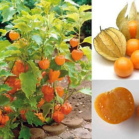 Mua Hạt Giống Cây Thù Lù Nam Mỹ( Cây anh đào đất ) 50 hạt/gói