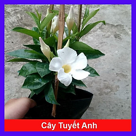 Cây Huỳnh Anh Trắng ( Cây Tuyết Anh ) - cây cảnh vườn + tặng phân bón cho cây