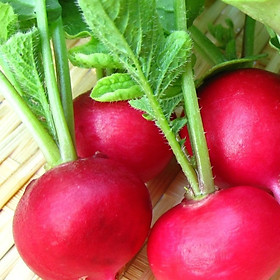 Hạt giống củ cải đỏ tròn F1 - gói 5g - dễ trồng, dễ chăm sóc, năng suất cao