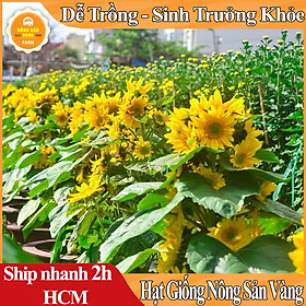 Mua Hạt giống Hoa Hướng Dương  Dễ Trồng  ít Sâu Bệnh  Ưa Nắng  Bông To  Cánh Dày  Lâu Tàn  (Gói 20 Hạt) - Nông Sản Vàng