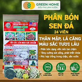 Phân Bón Sen Đá Greenhome, Gói 24 Viên, Kích Rễ, Lên Màu Chuẩn, Dùng Cho Cây Mọng Nước, Xương Rồng - 24V PHÂN XƯƠNG RỒNG