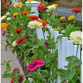 Mua 50hạt giống cúc nhi nha cao zinnia