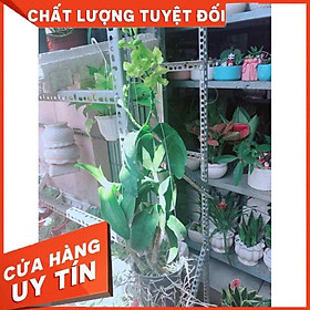 Chậu Lan Dendro Nhiều Người Mua