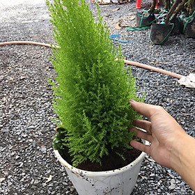 Chậu cây Tùng Thơm phong thủy và làm đẹp nhà cửa cho gia chủ