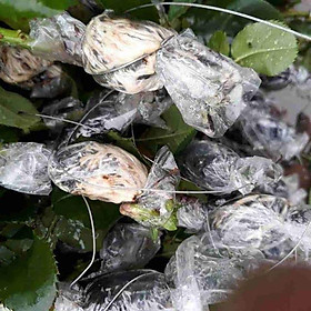 Mua Cành triết Hoa Hồng mua 10 cành tặng 1 Cành