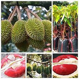 Mua Cây sầu riêng ruột đỏ  bầu lớn  cây ghép cho quả sớm