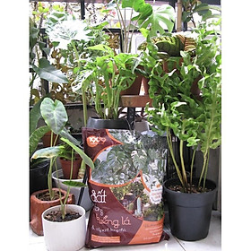 Đất trộn sẵn chuyên trồng kiểng lá Monstera, anthurium,melano, pertusam...gói 6,5dm3 nặng ~1,8-2,2kg/gói