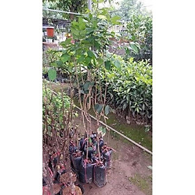 Mua Cây giống chôm chôm chuẩn F1