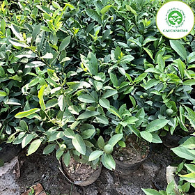 Cây chanh tứ quý đang quả cao 40cm