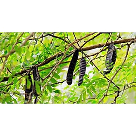 Cây bồ kết giống 60-70cm