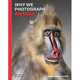 Hình ảnh Why We Photograph Animals  