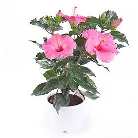Hoa Râm Bụt Hồng Mẫu 1
