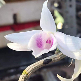 Lan phi điệp ĐỘT BIẾN 5 cánh trắng CHƯMORAY - Hàng var, hoa cực đẹp cực hiếm gieo hạt - Cây Y hình