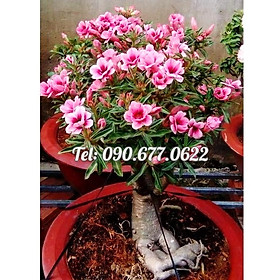 Mua Hạt giống hoa sứ kép Thái Lan mix 2 màu - Bịch 10 hạt – Mã số 1596