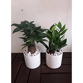 Combo Cây Kim Ngân Kim Tiền Chậu Sứ Để Bàn