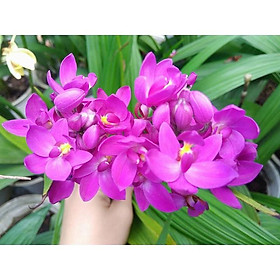 Mua CHẬU GIỐNG: HOA ĐỊA LAN CHU ĐINH MÀU HỒNG SONG HỶ