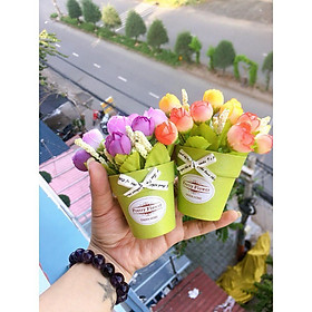 Mua Chậu hoa nụ nhí xinh (HOA BÚP NỤ)