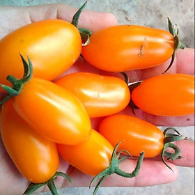 Mua Hạt giống cà chua trái cây nova