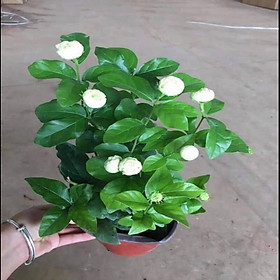 Mua Cây hoa nhài ba lá bông kép hoa thơm cao 30-40 cm (Ảnh thật)