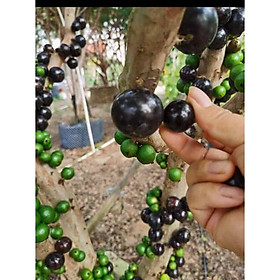 Nho thân gỗ tứ quý lá nhỏ