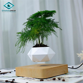 Mua Chậu cây BAY LƠ LỬNG để bàn - Air Bonsai (Quà tặng đẹp độc lạ)